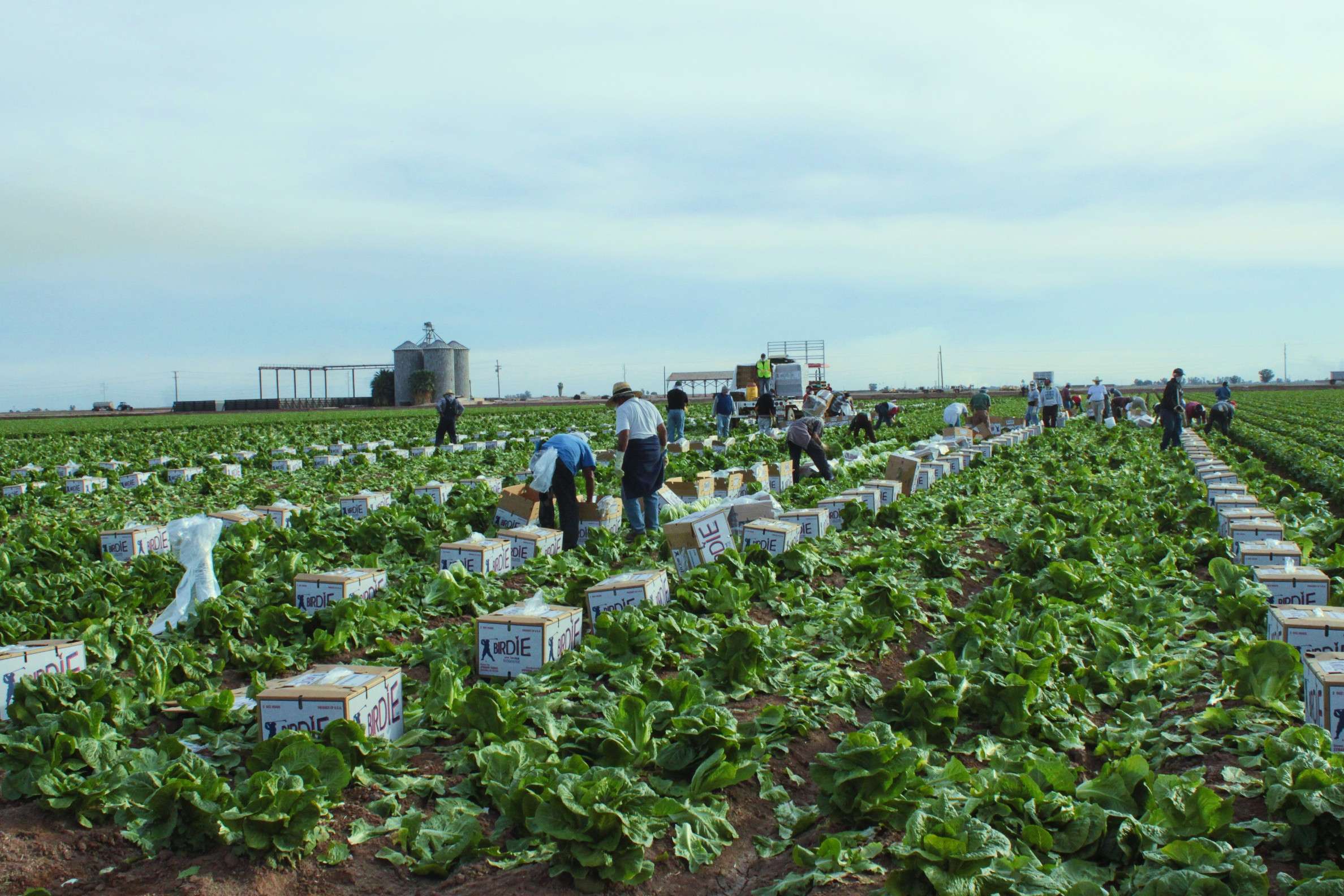 Μαζεύοντας μαρούλια - harvesting lettuce