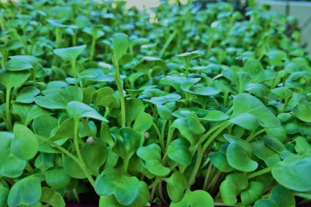 μικρολαχανικά - Microgreens