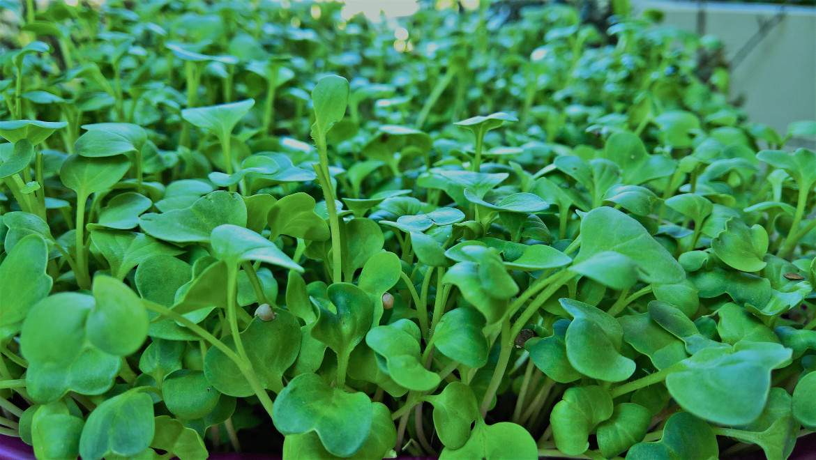 μικρολαχανικά - Microgreens