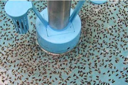 Ferolite παγίδα tuta absoluta