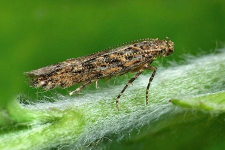 Tuta absoluta ενήλικο άτομο