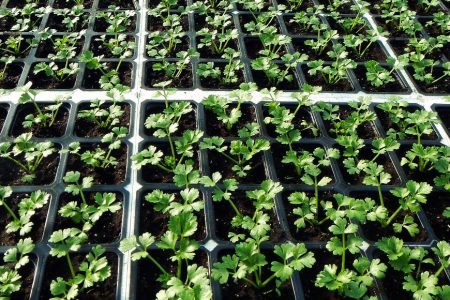 Celeriac seedlings (ProPlant)
